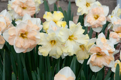 Topsy Turvy Daffodil Narcissus Bulbs Blooms Species Growing Bonsai Roots Rhizomes Corms Tubers Potted Planting Reblooming Fragrant Garden Flower Seeds Plant