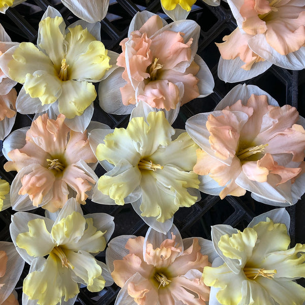Topsy Turvy Daffodil Narcissus Bulbs Blooms Species Growing Bonsai Roots Rhizomes Corms Tubers Potted Planting Reblooming Fragrant Garden Flower Seeds Plant