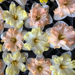 Topsy Turvy Daffodil Narcissus Bulbs Blooms Species Growing Bonsai Roots Rhizomes Corms Tubers Potted Planting Reblooming Fragrant Garden Flower Seeds Plant