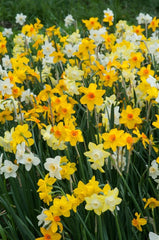 Evan Scent Daffodil Narcissus Bulbs Blooms Species Growing Bonsai Roots Rhizomes Corms Tubers Potted Planting Reblooming Fragrant Garden Flower Seeds Plant