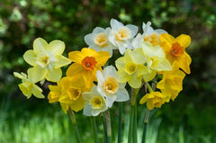 Evan Scent Daffodil Narcissus Bulbs Blooms Species Growing Bonsai Roots Rhizomes Corms Tubers Potted Planting Reblooming Fragrant Garden Flower Seeds Plant