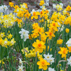 Evan Scent Daffodil Narcissus Bulbs Blooms Species Growing Bonsai Roots Rhizomes Corms Tubers Potted Planting Reblooming Fragrant Garden Flower Seeds Plant