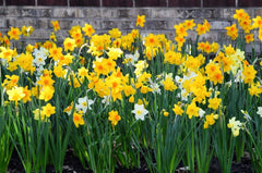 Evan Scent Daffodil Narcissus Bulbs Blooms Species Growing Bonsai Roots Rhizomes Corms Tubers Potted Planting Reblooming Fragrant Garden Flower Seeds Plant