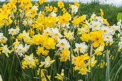 Evan Scent Daffodil Narcissus Bulbs Blooms Species Growing Bonsai Roots Rhizomes Corms Tubers Potted Planting Reblooming Fragrant Garden Flower Seeds Plant
