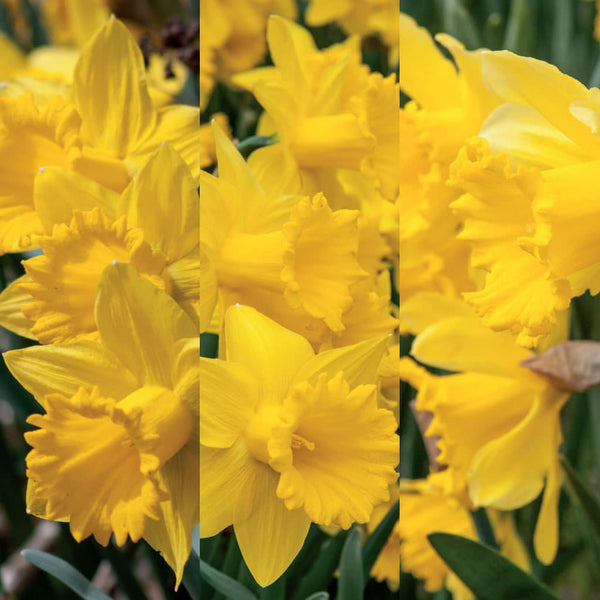 Three Yellow Trumpet Daffodil Narcissus Bulbs Blooms Species Growing Bonsai Roots Rhizomes Corms Tubers Potted Planting Reblooming Fragrant Garden Flower Seeds Plant