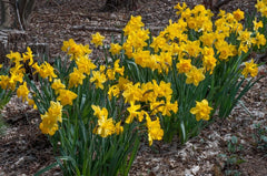 Three Yellow Trumpet Daffodil Narcissus Bulbs Blooms Species Growing Bonsai Roots Rhizomes Corms Tubers Potted Planting Reblooming Fragrant Garden Flower Seeds Plant