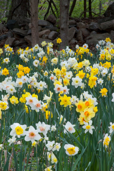 Trumpets Large Cups Daffodil Narcissus Bulbs Blooms Species Growing Bonsai Roots Rhizomes Corms Tubers Potted Planting Reblooming Fragrant Garden Flower Seeds Plant