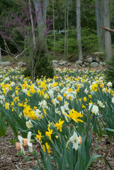 Trumpets Large Cups Daffodil Narcissus Bulbs Blooms Species Growing Bonsai Roots Rhizomes Corms Tubers Potted Planting Reblooming Fragrant Garden Flower Seeds Plant