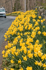 Roadside Yellow Daffodil Narcissus Bulbs Blooms Species Growing Bonsai Roots Rhizomes Corms Tubers Potted Planting Reblooming Fragrant Garden Flower Seeds Plant