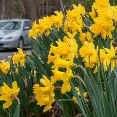 Roadside Yellow Daffodil Narcissus Bulbs Blooms Species Growing Bonsai Roots Rhizomes Corms Tubers Potted Planting Reblooming Fragrant Garden Flower Seeds Plant
