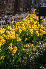 Roadside Yellow Daffodil Narcissus Bulbs Blooms Species Growing Bonsai Roots Rhizomes Corms Tubers Potted Planting Reblooming Fragrant Garden Flower Seeds Plant