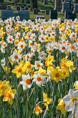Sunshine Boys Daffodil Narcissus Bulbs Blooms Species Growing Bonsai Roots Rhizomes Corms Tubers Potted Planting Reblooming Fragrant Garden Flower Seeds Plant