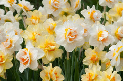 Oh Pairs Daffodil Narcissus Bulbs Blooms Species Growing Bonsai Roots Rhizomes Corms Tubers Potted Planting Reblooming Fragrant Garden Flower Seeds Plant