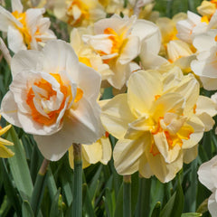 Oh Pairs Daffodil Narcissus Bulbs Blooms Species Growing Bonsai Roots Rhizomes Corms Tubers Potted Planting Reblooming Fragrant Garden Flower Seeds Plant