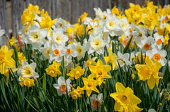 Narcissus Gritty Southern Daff Blend Daffodil Bulbs Blooms Species Growing Bonsai Roots Rhizomes Corms Tubers Potted Planting Reblooming Fragrant Garden Flower Seeds Plant