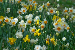 Narcissus Gritty Southern Daff Blend Daffodil Bulbs Blooms Species Growing Bonsai Roots Rhizomes Corms Tubers Potted Planting Reblooming Fragrant Garden Flower Seeds Plant