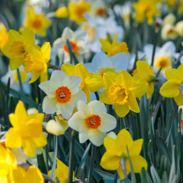 Narcissus Gritty Southern Daff Blend Daffodil Bulbs Blooms Species Growing Bonsai Roots Rhizomes Corms Tubers Potted Planting Reblooming Fragrant Garden Flower Seeds Plant