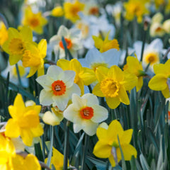 Narcissus Gritty Southern Daff Blend Daffodil Bulbs Blooms Species Growing Bonsai Roots Rhizomes Corms Tubers Potted Planting Reblooming Fragrant Garden Flower Seeds Plant