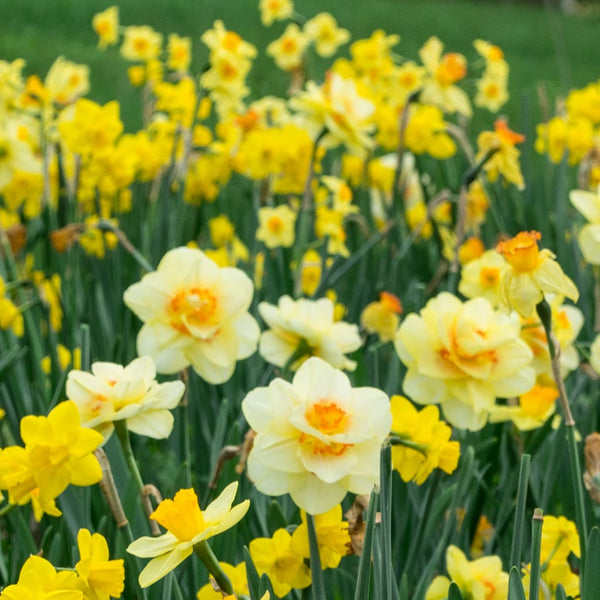 Golden Earring Narcissus Daffodil Bulbs Blooms Species Growing Bonsai Roots Rhizomes Corms Tubers Potted Planting Reblooming Fragrant Garden Flower Seeds Plant