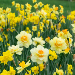 Golden Earring Narcissus Daffodil Bulbs Blooms Species Growing Bonsai Roots Rhizomes Corms Tubers Potted Planting Reblooming Fragrant Garden Flower Seeds Plant