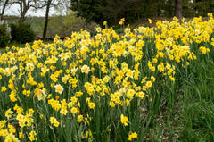 Golden Earring Narcissus Daffodil Bulbs Blooms Species Growing Bonsai Roots Rhizomes Corms Tubers Potted Planting Reblooming Fragrant Garden Flower Seeds Plant
