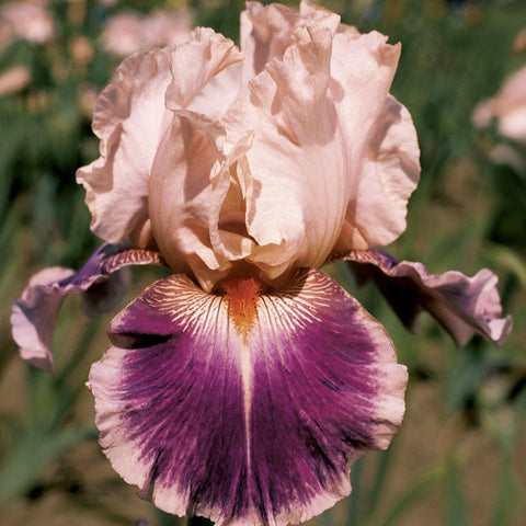 Iris Cherry Blossom Song - Plants Seeds