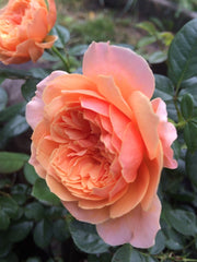 Joy Rose Seedlings Flower Seeds Perennial Growing Bonsai Corms Tubers Potted Planting Reblooming Fragrant Garden Roots Rhizomes Species Blooms Plant Bulbs Gardening Tree