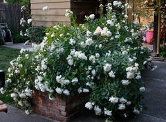 White Meidiland Rose Seedlings Flower Seeds Perennial Growing Bonsai Corms Tubers Potted Planting Reblooming Fragrant Garden Roots Rhizomes Species Blooms Plant Bulbs Gardening Tree - Seedsplant