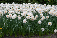 Acropolis Daffodil Narcissus Bulbs Blooms Species Growing Bonsai Roots Rhizomes Corms Tubers Potted Planting Reblooming Fragrant Garden Flower Seeds Plant