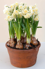 Erlicheer Daffodil Narcissus Bulbs Blooms Species Growing Bonsai Roots Rhizomes Corms Tubers Potted Planting Reblooming Fragrant Garden Flower Seeds Plant