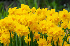 Golden Delicious Daffodil Bulbs Blooms Species Growing Bonsai Roots Rhizomes Corms Tubers Potted Planting Reblooming Fragrant Garden Flower Seeds Plant