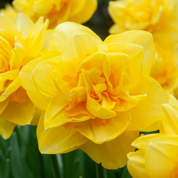 Sherborne Daffodil Narcissus Bulbs Blooms Species Growing Bonsai Roots Rhizomes Corms Tubers Potted Planting Reblooming Fragrant Garden Flower Seeds Plant