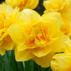Sherborne Daffodil Narcissus Bulbs Blooms Species Growing Bonsai Roots Rhizomes Corms Tubers Potted Planting Reblooming Fragrant Garden Flower Seeds Plant - Seedsplant
