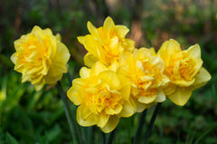 Sherborne Daffodil Narcissus Bulbs Blooms Species Growing Bonsai Roots Rhizomes Corms Tubers Potted Planting Reblooming Fragrant Garden Flower Seeds Plant - Seedsplant