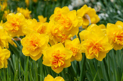 Double Sunrise Daffodil Narcissus Bulbs Blooms Species Growing Bonsai Roots Rhizomes Corms Tubers Potted Planting Reblooming Fragrant Garden Flower Seeds Plant