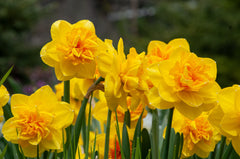 Double Sunrise Daffodil Narcissus Bulbs Blooms Species Growing Bonsai Roots Rhizomes Corms Tubers Potted Planting Reblooming Fragrant Garden Flower Seeds Plant