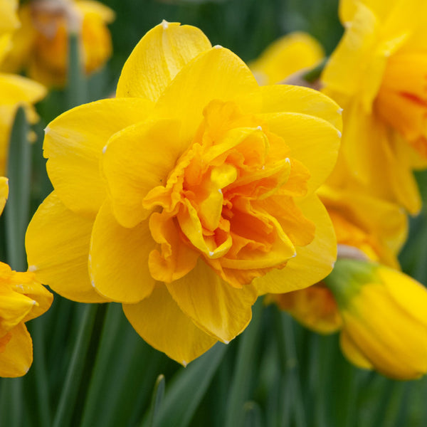 Double Sunrise Daffodil Narcissus Bulbs Blooms Species Growing Bonsai Roots Rhizomes Corms Tubers Potted Planting Reblooming Fragrant Garden Flower Seeds Plant
