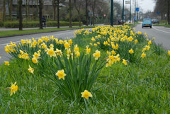 Carlton LS Daffodil Narcissus Bulbs Blooms Species Growing Bonsai Roots Rhizomes Corms Tubers Potted Planting Reblooming Fragrant Garden Flower Seeds Plant