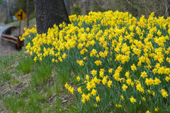 Carlton LS Daffodil Narcissus Bulbs Blooms Species Growing Bonsai Roots Rhizomes Corms Tubers Potted Planting Reblooming Fragrant Garden Flower Seeds Plant