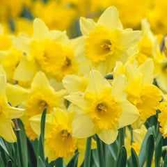 Carlton LS Daffodil Narcissus Bulbs Blooms Species Growing Bonsai Roots Rhizomes Corms Tubers Potted Planting Reblooming Fragrant Garden Flower Seeds Plant