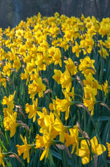 Carlton LS Daffodil Narcissus Bulbs Blooms Species Growing Bonsai Roots Rhizomes Corms Tubers Potted Planting Reblooming Fragrant Garden Flower Seeds Plant