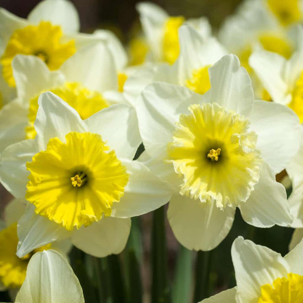 Ice Follies LS Narcissus Daffodil Bulbs Blooms Species Growing Bonsai Roots Rhizomes Corms Tubers Potted Planting Reblooming Fragrant Garden Flower Seeds Plant