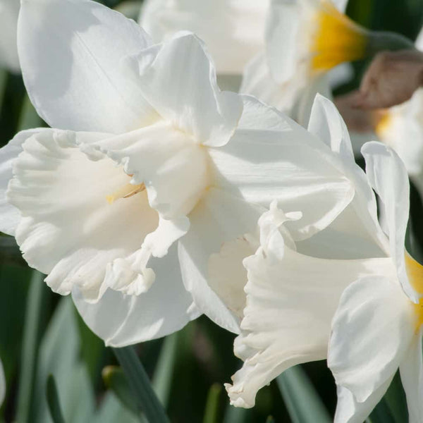 Mount Hood LS Daffodil Narcissus Bulbs Blooms Species Growing Bonsai Roots Rhizomes Corms Tubers Potted Planting Reblooming Fragrant Garden Flower Seeds Plant