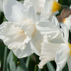Mount Hood LS Daffodil Narcissus Bulbs Blooms Species Growing Bonsai Roots Rhizomes Corms Tubers Potted Planting Reblooming Fragrant Garden Flower Seeds Plant