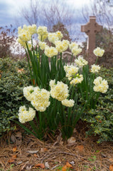 Erlicheer LS Daffodil Narcissus Bulbs Blooms Species Growing Bonsai Roots Rhizomes Corms Tubers Potted Planting Reblooming Fragrant Garden Flower Seeds Plant