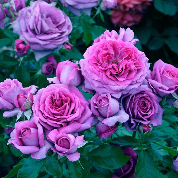 Cheap Madame Rose Seedlings Flower Seeds Perennial Growing Bonsai Corms Tubers Potted Planting Reblooming Fragrant Garden Roots Rhizomes Species Blooms Plant Bulbs Gardening Tree