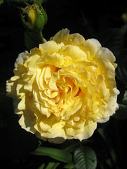 Scouts Honour Rose Seedlings Flower Seeds Perennial Growing Bonsai Corms Tubers Potted Planting Reblooming Fragrant Garden Roots Rhizomes Species Blooms Plant Bulbs Gardening Tree