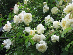 Perpetually Rose Seedlings Flower Seeds Perennial Growing Bonsai Corms Tubers Potted Planting Reblooming Fragrant Garden Roots Rhizomes Species Blooms Plant Bulbs Gardening Tree