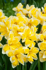 Banana Splash Daffodil Narcissus Bulbs Blooms Species Growing Bonsai Roots Rhizomes Corms Tubers Potted Planting Reblooming Fragrant Garden Flower Seeds Plant