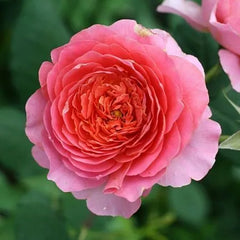 Chanel Rose Seedlings Flower Seeds Perennial Growing Bonsai Corms Tubers Potted Planting Reblooming Fragrant Garden Roots Rhizomes Species Blooms Plant Bulbs Gardening Tree